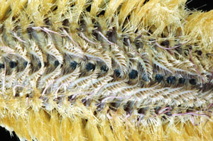 * 圖說：Chloeia flava 黃海毛蟲酒精標本背面有明顯的藍紫色圓斑及羽鰓* (李坤瑄 攝影)* 作者：張育菁* 智財權：國立自然科學博物館