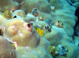 * 圖說：大旋鰓蟲成群棲息於微孔珊瑚群體上，鰓冠顏色變化多端。* (李坤瑄 攝影)* 作者：張育菁* 智財權：國立自然科學博物館，李坤瑄