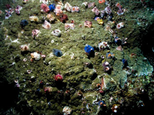 * 圖說：同一塊珊瑚上的數十個個體鰓冠顏色皆不同。* (李坤瑄 攝影)* 作者：張育菁* 智財權：國立自然科學博物館，李坤瑄