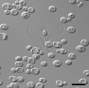 * 圖說：1.Yarrowia lipolytica 於營養培養基培養3天（25℃）後之細胞形態，刻度為10微米* 作者：李清福