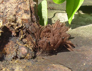* 圖說：1.長在腐木上的一叢美髮網菌。* 作者：王也珍