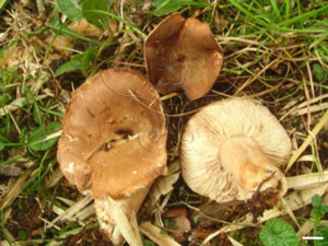 * 圖說：2.合歡山地區鐵冷杉混合林下的緻密紅菇 (Russula compacta)子實體 (scale bar: 1.5 cm)。* 作者：汪碧涵、蕭詩菁
