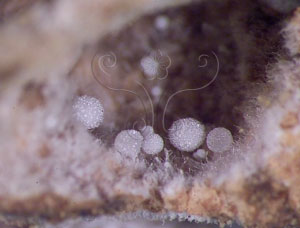 * 圖說：4.雞肉絲菇產生於真菌花園的小菌球。* 作者：朱宇敏