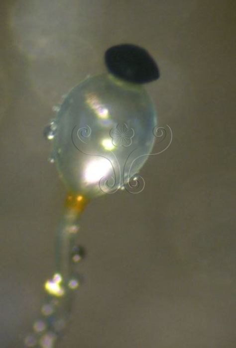 * 圖說：1.水玉黴整體透明，只有頂端孢子囊黑色，孢子囊下為膨大之泡囊。* 作者：何小曼