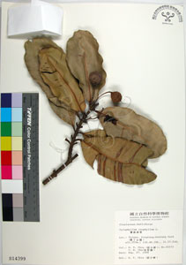 * 圖說：瓊崖海棠-標本~S014399* 作者：國立自然科學博物館* 智財權：國立自然科學博物館