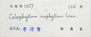 * 圖說：瓊崖海棠-標籤~S033160* 作者：國立自然科學博物館* 智財權：國立自然科學博物館