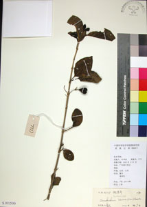 * 圖說：苦林盤-標本~S101500* 作者：國立自然科學博物館* 智財權：國立自然科學博物館