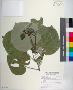 * 圖說：黃槿-標本~S103265* 作者：國立自然科學博物館* 智財權：國立自然科學博物館