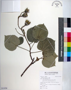 * 圖說：黃槿-標本~S114789* 作者：國立自然科學博物館* 智財權：國立自然科學博物館