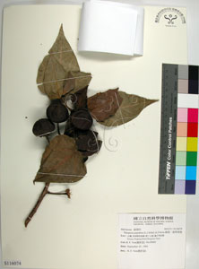 * 圖說：繖楊-標本~S116074* 作者：國立自然科學博物館* 智財權：國立自然科學博物館