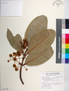 * 圖說：瓊崖海棠-標本~S119742* 作者：國立自然科學博物館* 智財權：國立自然科學博物館