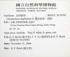 * 圖說：瓊崖海棠-標籤~S119742* 作者：國立自然科學博物館* 智財權：國立自然科學博物館