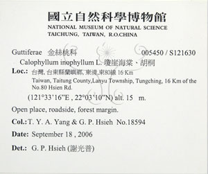 * 圖說：瓊崖海棠-標籤~S121630* 作者：國立自然科學博物館* 智財權：國立自然科學博物館