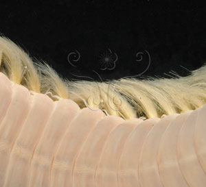 * 圖說：黃海毛蟲標本照，蟲體背面疣足與剛毛近照* (張育菁 拍攝)* 作者：張育菁 拍攝* 智財權：國立自然科學博物館
