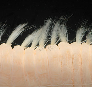 * 圖說：黃海毛蟲標本照，背面側邊疣足與剛毛。* (張育菁 拍攝)* 作者：張育菁 拍攝* 智財權：國立自然科學博物館