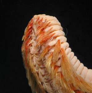 * 圖說：黃海毛蟲標本照，蟲體腹面口部近照。* (張育菁 拍攝)* 作者：張育菁 拍攝* 智財權：國立自然科學博物館