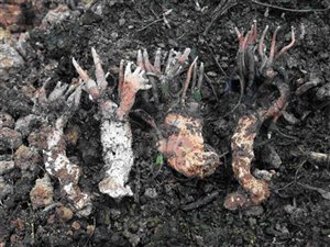 * 圖說：3.雞爪菌子座簇生於塊狀、埋藏於土中的厚實基部上。* 作者：朱宇敏