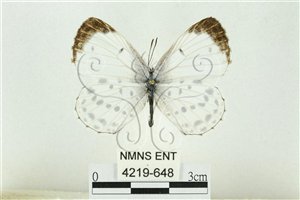 * 圖說：白雀斑小灰蝶 標本之背面* 作者：助理 梁輝弘拍攝* 智財權：國立自然科學博物館