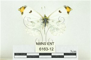 * 圖說：黃鉤粉蝶 標本之背面* 作者：助理 梁輝弘拍攝* 智財權：國立自然科學博物館