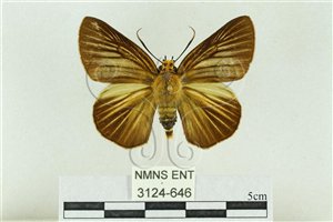 * 圖說：白傘弄蝶 標本之背面* 作者：助理 梁輝弘拍攝* 智財權：國立自然科學博物館