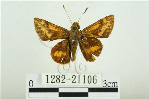 台灣黃斑挵蝶(1282-21106)圖示