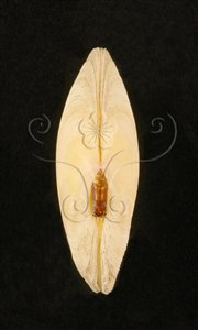 * 圖說：日光櫻蛤標本照，殼頂小月面與韌帶。* (張育菁 攝影)* 作者：張育菁* 智財權：國立自然科學博物館