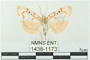 * 圖說：台雪苔蛾 標本之背面* 作者：助理 梁輝弘拍攝* 智財權：國立自然科學博物館