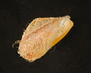 * 圖說：菲律賓殼菜蛤標本照，單邊殼表面* (張育菁 拍攝)* 作者：張育菁 拍攝* 智財權：國立自然科學博物館