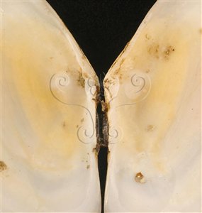 * 圖說：灰白櫻蛤標本照，殼口面展開貌，中央鉸合部。* (張育菁 拍攝)* 作者：張育菁 拍攝* 智財權：國立自然科學博物館