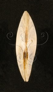 * 圖說：日光櫻蛤標本照，殼頂面小月面與韌帶。* (張育菁 拍攝)* 作者：張育菁 拍攝* 智財權：國立自然科學博物館