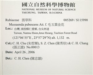 * 圖說：臺北玉葉金花-標籤~S115990* 作者：國立自然科學博物館* 智財權：國立自然科學博物館
