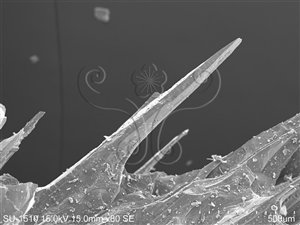 * 圖說：在電子顯微鏡下霰石的微小晶體（拍攝倍率80倍）* 作者：胡少康拍攝* 智財權：國立自然科學博物館