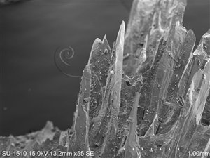 * 圖說：在電子顯微鏡下霰石的微小晶體（拍攝倍率55倍）* 作者：胡少康拍攝* 智財權：國立自然科學博物館