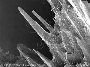 * 圖說：在電子顯微鏡下霰石的微小晶體（拍攝倍率75倍）* 作者：胡少康拍攝* 智財權：國立自然科學博物館