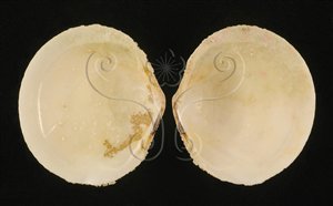 * 圖說：銼紋(弧)櫻蛤標本照，殼內面雙殼展開貌。* (張育菁 拍攝)* 作者：張育菁 拍攝* 智財權：國立自然科學博物館
