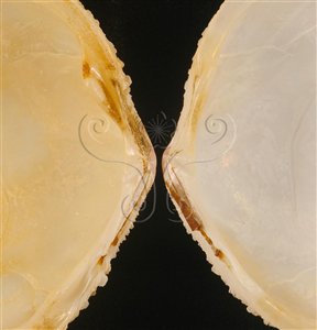 * 圖說：銼紋(弧)櫻蛤標本照，殼內面展開中央鉸合部。* (張育菁 拍攝)* 作者：張育菁 拍攝* 智財權：國立自然科學博物館