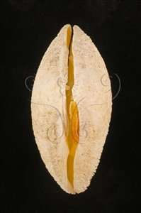 * 圖說：銼紋(弧)櫻蛤標本照，殼頂小月面與韌帶。* (張育菁 拍攝)* 作者：張育菁 拍攝* 智財權：國立自然科學博物館