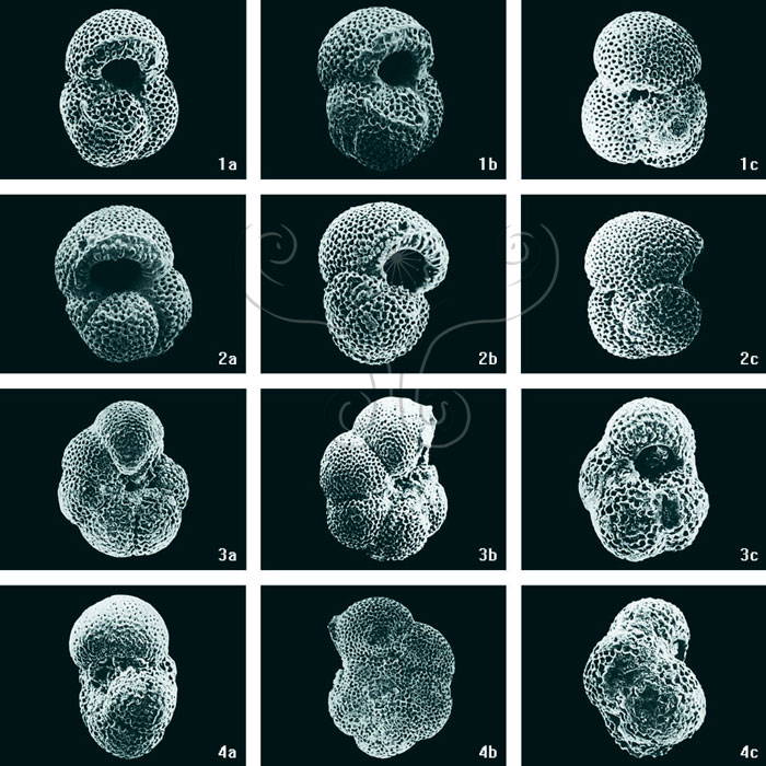 * 圖說：
				圖9.澎湖七美嶼玄武岩夾層中之有孔蟲電子顯微鏡照相