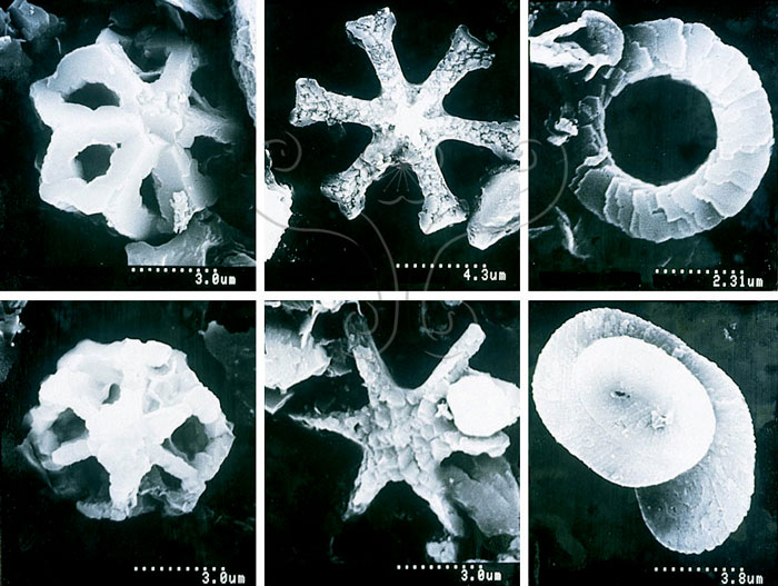 * 圖說：
				圖10.澎湖七美嶼玄武岩夾層中超微化石之電子顯微鏡照相