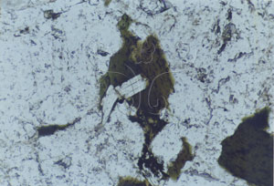 * 圖說：
				圖4.金門花崗岩偏光顯微鏡照片，主要含黑雲母、白雲母、石英及長石。