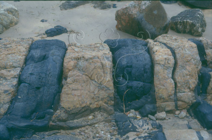 * 圖說：
				圖2.夏墅煌斑岩，夏墅海岸片麻岩體常見黑色細粒緻密基性岩脈之煌斑岩。