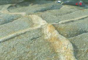 * 圖說：
				圖1.片麻岩體糜嶺岩帶混合岩中，多花崗岩、長石岩或偉晶岩岩脈。