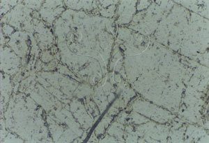 * 圖說：
				圖2.細晶岩偏光顯微鏡照片，細晶岩主要由石英、斜長石礦物組成。