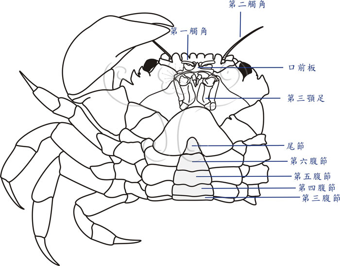 * 圖說：
				圖三　蟹類外部形態腹面觀，以灰填色顯示腹甲；實體標本各部位參見圖四。為簡潔圖示，圖右側5對步足、口肢（包含大顎、第一小顎與第二小顎各一對）、第一顎足、第三顎足各一對省略未標。<br>