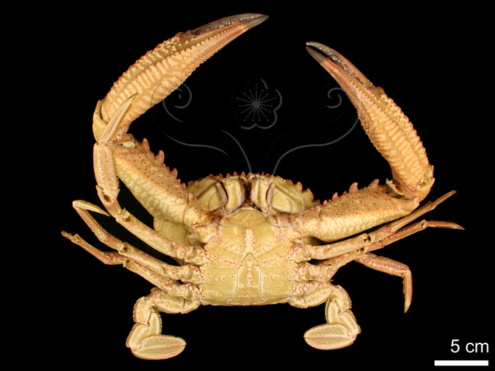 * 圖說：
				圖四　善泳蟳Charybdis natator （Herbst, 1794）乾標本（雄性），顯示現生蟹類外部形態腹面觀。（與圖二為同件標本）<br>