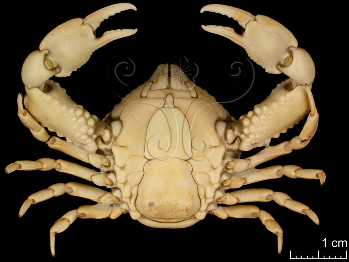 * 圖說：
				圖五　現生玉蟹類腹面觀，顯示腹節有數節癒合的現象。（與圖四可互為比較）<br>