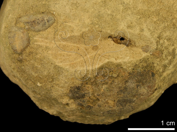 * 圖說：
				圖九　含有螃蟹化石的鈣質結核，在野外即可由左、右螯肢保存方式，研判很可能結核內含有完整的蟹類化石。（參見圖十清修後結果）<br>