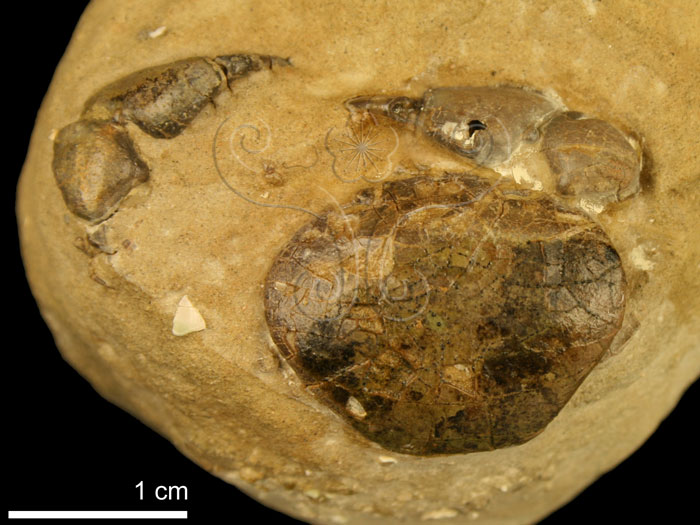 * 圖說：
				圖十　圖九所示鈣質結核，經小心清修後，顯示為具有完整頭胸甲的紅斑斗蟹化石<i>Liagore rubromaculata</i> (De Haan, 1835)。（化石已以B-72丙酮溶液固<br>