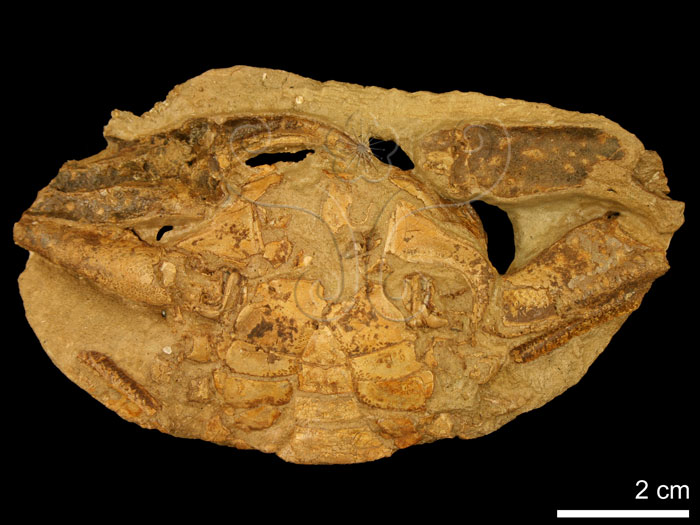 * 圖說：
				圖十七　清修後的休氏聲蟹（<i>Psopheticus hughi</i> Alcock,1900）化石蟹標本腹面觀；與十六為同件標本。<br>