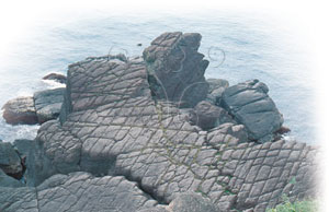 * 圖說：
				圖3. 宜蘭縣頭城鎮外澳里北關風景區硬頁岩中由二組節理構成之豆腐岩